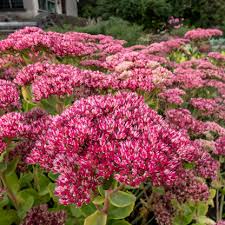 Sedum Emperors Blumensamen zur Aussaat – duftend Blüten – Traditionssorte & ohne Gentechnik Samen Hausgarten