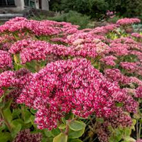 Sedum Emperors Blumensamen zur Aussaat – duftend Blüten – Traditionssorte & ohne Gentechnik Samen Hausgarten