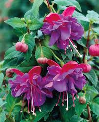 gefüllt Petals Fuchsie Blumensamen zur Aussaat – Schnitt Blume beliebt – Traditionssorte & ohne Gentechnik Samen Hausgarten