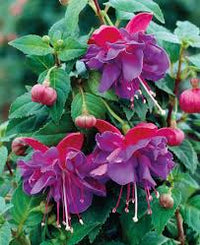 gefüllt Petals Fuchsie Blumensamen zur Aussaat – Schnitt Blume beliebt – Traditionssorte & ohne Gentechnik Samen Hausgarten