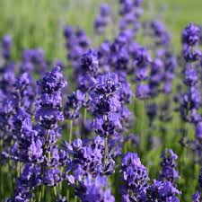 Blau Lavendel Blumensamen zur Aussaat leuchtend Blüten Traditionssorte & ohne Gentechnik Samen Hausgarten