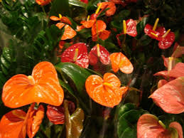 dunkel Orange Flamingoblume Blumensamen zur Aussaat leuchtend Traditionssorte & ohne Gentechnik Samen Hausgarten