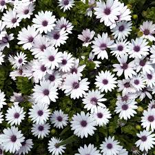 Shrubby Daisy Strauch Blumensamen zur Aussaat – Wildblume Mischung – Traditionssorte & ohne Gentechnik Samen Hausgarten