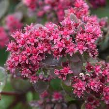 Rosa Sedum Blumensamen zur Aussaat – Drought verträglich – Traditionssorte & ohne Gentechnik Samen Hausgarten