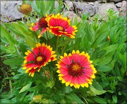 Gelb Rot Aristata Blumensamen zur Aussaat – ideal Rabatten – Traditionssorte & ohne Gentechnik Samen Hausgarten