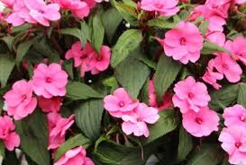 Rosa Springkraut Blumensamen zur Aussaat Hausgarten beliebt Traditionssorte & ohne Gentechnik Samen Hausgarten