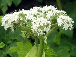 Heracleum Lanatum Blumensamen zur Aussaat lang Blüte Saison Traditionssorte & ohne Gentechnik Samen Hausgarten
