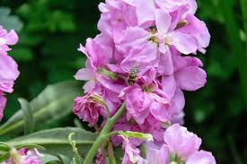 Violett Levkoje Blumensamen zur Aussaat – sonnenliebend – Traditionssorte & ohne Gentechnik Samen Hausgarten
