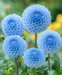 hell Blau Dahlie Blumensamen zur Aussaat lang Blüte Saison Traditionssorte & ohne Gentechnik Samen Hausgarten