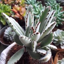 Chocolate Succulent Blumensamen ideal Rabatten Traditionssorte & ohne Gentechnik Samen Hausgarten