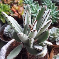 Chocolate Succulent Blumensamen ideal Rabatten Traditionssorte & ohne Gentechnik Samen Hausgarten