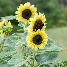 Gelb sunflower samen for anpflanzung - grow bright sunflowers blume