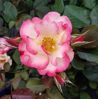 Betty Boop Rose Blumensamen zur Aussaat – kompakt Wuchs – Traditionssorte & ohne Gentechnik Samen Haus Garde