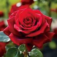 dunkel Rot Holland Rose Blumensamen zur Aussaat Traditionssorte ohne Gentechnik HighQuality Samen