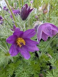 Violett Anemone Pulsatilla Blumensamen zur Aussaat sonnenliebend Traditionssorte & ohne Gentechnik Samen Hausgarten