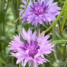 Centaurea florence for anpflanzung in blume bed