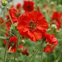Geum Blumensamen zur Aussaat pflegeleicht Traditionssorte & ohne Gentechnik Samen Hausgarten