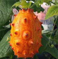Orange Kiwano Samen zum Pflanzen