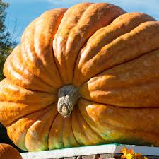 Braun Giant Gourd Gemüse Samen zum Pflanzen