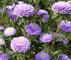 hell Violett Aster Callistephus Blumensamen zur Aussaat Drought verträglich Traditionssorte & ohne Gentechnik Samen Hausgarten