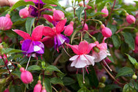Rosa Weiß Fuchsie Blumensamen Garten beliebt Traditionssorte & ohne Gentechnik Samen Hausgarten