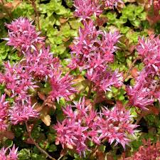 Lila Spurium Coccineum Blumensamen zur Aussaat – leuchtend – Traditionssorte & ohne Gentechnik Samen Hausgarten