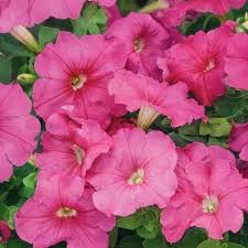 hell Rosa Petunie Blumensamen zur Aussaat leuchtend Traditionssorte & ohne Gentechnik Samen Hausgarten