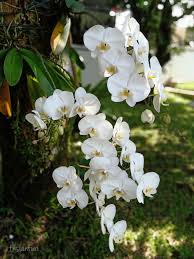 Bordeaux Weiß Schmetterlingsorchidee Orchids Samen Blumensamen zur Aussaat Garten wichtig Traditionssorte & ohne Gentechnik Samen Hausgarten