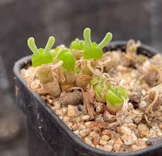 Rabbit Ears Succulent Blumensamen zur Aussaat – farbenfroh Schau – Traditionssorte & ohne Gentechnik Samen Hausgarten