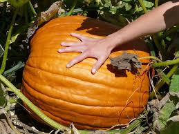 Braun Giant Gourd Gemüse Samen zum Pflanzen