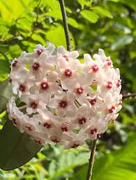 Soft Rosa Hoya Blumensamen zur Aussaat farbenfroh Schau Traditionssorte & ohne Gentechnik Samen Hausgarten