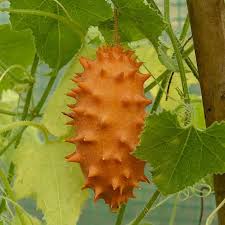Orange Kiwano Samen zum Pflanzen