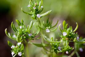 Satureia Hortensis Blumensamen zur Aussaat – kompakt Wuchs – Traditionssorte & ohne Gentechnik Samen Hausgarten