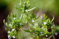 Satureia Hortensis Blumensamen zur Aussaat – kompakt Wuchs – Traditionssorte & ohne Gentechnik Samen Hausgarten