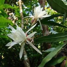 Grün Epiphyllum Blumensamen zur Aussaat – leuchtend Blüten – Traditionssorte & ohne Gentechnik Samen Hausgarten