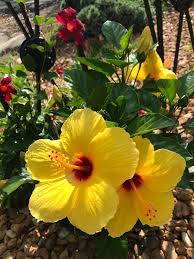 Gelb Hibiskus Blumensamen zur Aussaat pflegeleicht Traditionssorte & ohne Gentechnik Samen Hausgarten