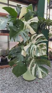 Gemischt Turtle Pflanze Leaves Samen zur Aussaat – duftend Blüten – Traditionssorte & ohne Gentechnik Samen Hausgarten