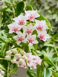 Weiß hell Rosa Hoya Blumensamen zur Aussaat hochwertige Qualitäts- Traditionssorte & ohne Gentechnik Samen Hausgarten