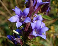 Lila Blau Gentian Blumensamen – leuchtend Traditionssorte & ohne Gentechnik Samen Hausgarten