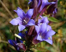 Lila Blau Gentian Blumensamen – leuchtend Traditionssorte & ohne Gentechnik Samen Hausgarten