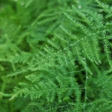 Fern Blumensamen zur Aussaat – Landhaus Garten wichtig – Traditionssorte & ohne Gentechnik Samen Hausgarten