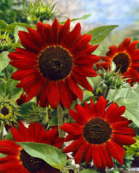 Kastanienrot Sonnenblume Samen zur Aussaat – farbenfroh Schau – Traditionssorte & ohne Gentechnik Samen Hausgarten