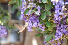 Texas Mountain Laurel Mescal Bean Blumensamen zur Aussaat – Halbschatten verträglich – Traditionssorte & ohne Gentechnik Samen Hausgarten