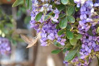Texas Mountain Laurel Mescal Bean Blumensamen zur Aussaat – Halbschatten verträglich – Traditionssorte & ohne Gentechnik Samen Hausgarten