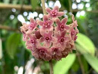 Ash Hoya Blumensamen zur Aussaat leuchtend Blüten Traditionssorte & ohne Gentechnik Samen Hausgarten