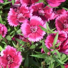 Gemischt Williams Blumensamen zur Aussaat – leuchtend – Traditionssorte & ohne Gentechnik Samen Hausgarten