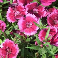 Gemischt Williams Blumensamen zur Aussaat – leuchtend – Traditionssorte & ohne Gentechnik Samen Hausgarten