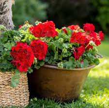 Rot Pelargonium Peltatum Blumensamen zur Aussaat robust Sorte Traditionssorte & ohne Gentechnik Samen Hausgarten