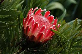Protea Blumensamen zur Aussaat – ideal Rabatten – Traditionssorte & ohne Gentechnik Samen Hausgarten