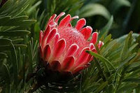 Protea Blumensamen zur Aussaat – ideal Rabatten – Traditionssorte & ohne Gentechnik Samen Hausgarten